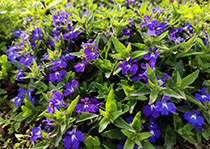 無性係91免费版安装--六倍利